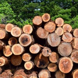 輸入材と国産材　木材　株式会社エムズ