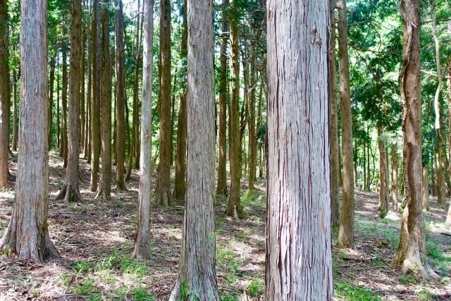 桧の森